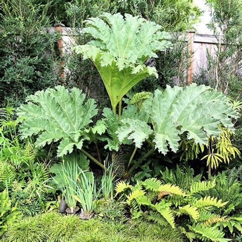 Gardening in the pacific northwest, by regional gardening experts paul bonine and amy campion, is comprehensive, enthusiastic, and accessible to gardeners of all levels. Tropical Late-Season Interest for the Northwest ...