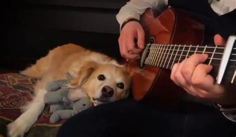 Acoustic Guitar Loving Dog Celebrity Pet Worth