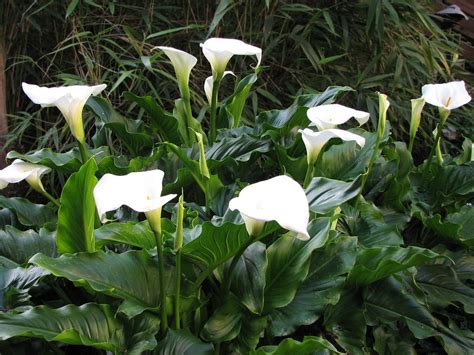 Zantedeschia Aethiopica The Calla Lily When The Lofty Peer Flickr