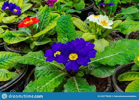 Beautiful Purple Flower In A Garden Stock Photo Image Of Beautiful