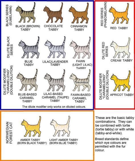 34 Cat Colours And Conformation Guides Ideas Cat Colors Cats Cat