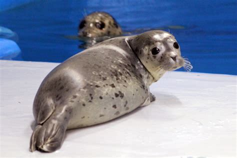 More Seal Pups Spotted Ashore In Seattle Knkx Public Radio