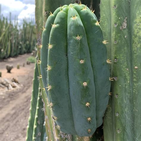 How To Identify San Pedro Cactus Echinopsis Pachanoi — Cactus Culture
