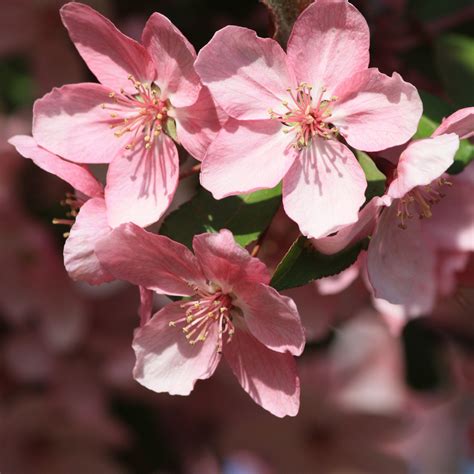 Pink Spring Blossoms Close Up Picture Free Photograph