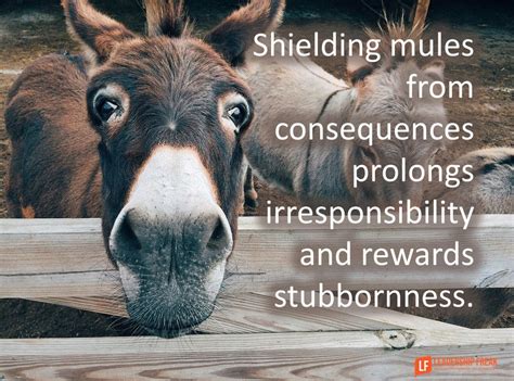 Mules Come In Many Forms Some Are Loud Opinionated And Adversarial