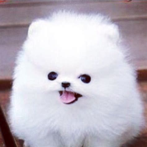 Cute Fluffy White Puppy Cute Small Dogs Fluffy Puppies Cute Animals