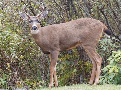 How To Hunt A Black Tailed Deer Successfully The Best And Most
