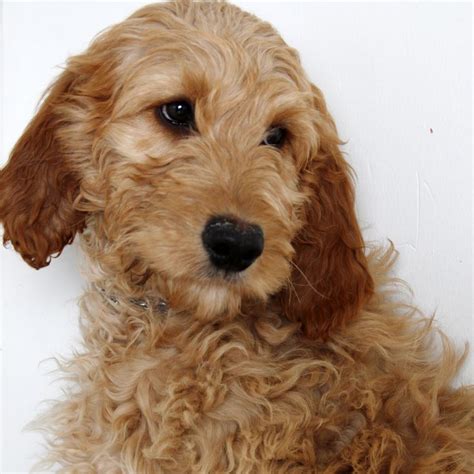 Mini irish doodles are very intelligent but can have the stubbornness that comes with irish setters so training is not always easy, but always worth it! Irish Doodle dog for Adoption in Eden Prairie, MN. ADN ...