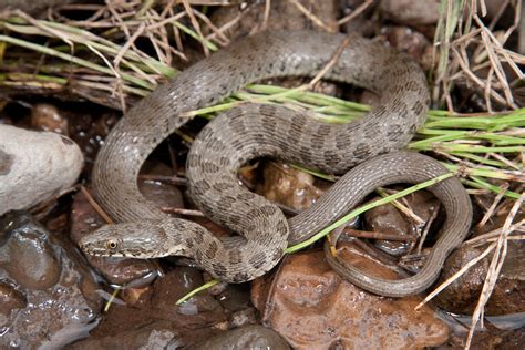 Now how many times have you seen a … Critical Habitat Proposed for Threatened Snakes in Arizona ...