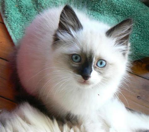 For Sale Gorgeous Purebred Ragdoll Kittens