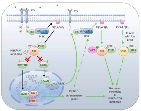 Mechanisms Of Resistance To PI3K Inhibitors In Cancer Adaptive