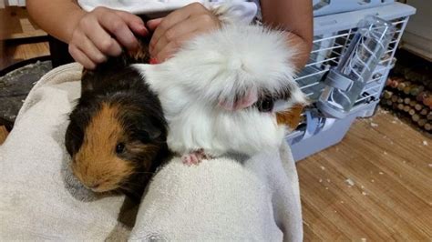 Bonding With Guinea Pigs 9 Bonding Tips And Answers To Faq Animallama