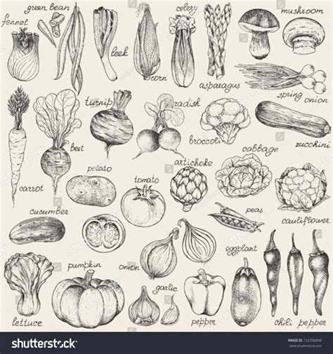 Collection Of Hand Drawn Vegetables Vector Illustration In Vintage