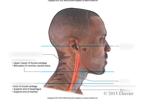Head And Neck Surface Anatomy Diagram Quizlet