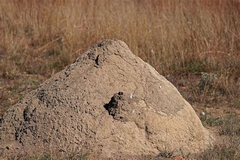 Soil Mound Of An Ant Hill Free Stock Photo Public Domain Pictures