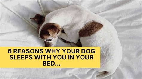 6 Reasons Why Your Dog Sleeps With You In Your Bed Youtube