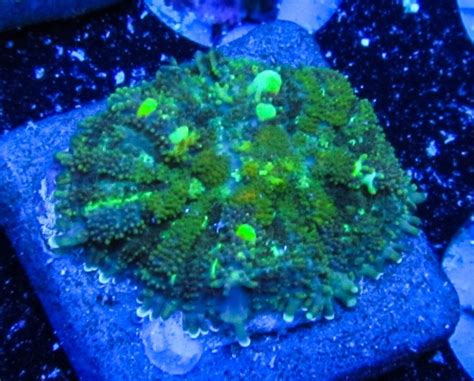 Wysiwyg live coral chunky powerball bounce mushroom | ebay. Weekend Update At Ultimate Corals | REEF2REEF Saltwater and Reef Aquarium Forum