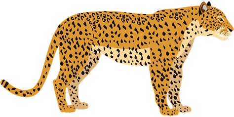 1000 Free Leopard And Snow Leopard Images Pixabay