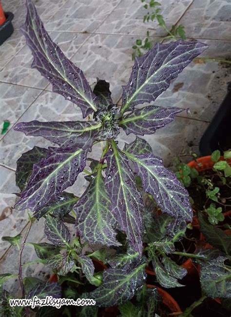 Pokok sambung nyawa ungu / okinawa spinach (gynura bicolor) penjagaan dan pengunaan sambung nyawa/longevity spinach/leaves of the gods/gynura procumbens. Sambung Nyawa Batik | Segalanya Tentang Tumbuhan...