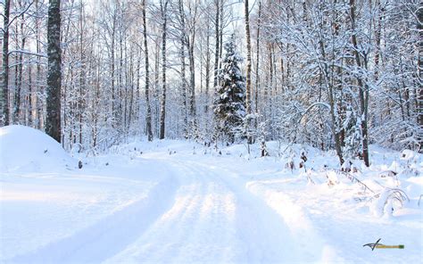 Papel De Parede Árvores Panorama Floresta Neve Inverno