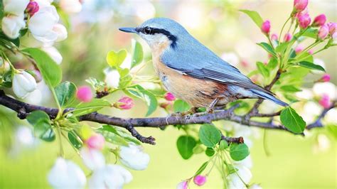 Peaceful Music Relaxing Music Instrumental Music Birds Of Spring By