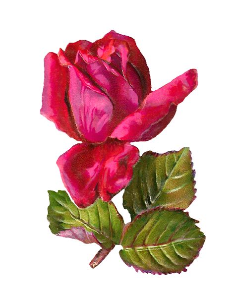 Victorian Rose Pictures