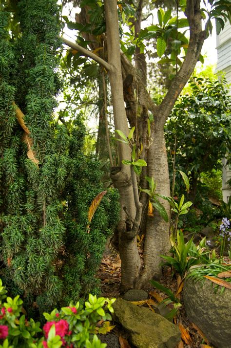 Loquat is a fruit of spring with cleansing properties. danger garden: Loquat Love