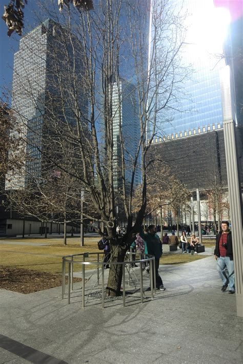 30 Best Images About The Surviver Tree From 911 On Pinterest Trees
