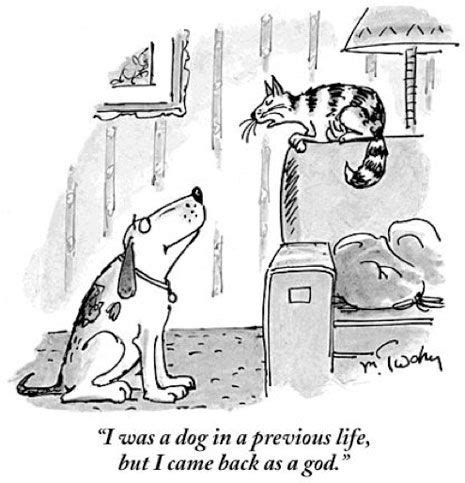 The cartoons are what you would expect from the new yorker: Bow, Not to Mention Wow! | Cartoon dog, Funny cat jokes ...