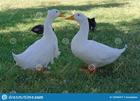 Two Ducks Talking To Each Other On The Grass Stock Image Image Of