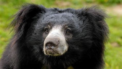 Man-eaters: Sloth bear of Mysore | DinoAnimals.com