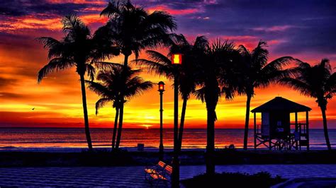 Free Horizon Evening Palm Tree Sunrise 4k Ultra Hd