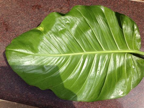 List Of Big Leaf Plants Names 2023