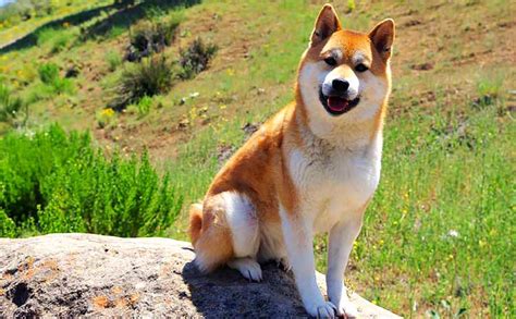 Shiba Inu Facts Top Ten List Most Interesting