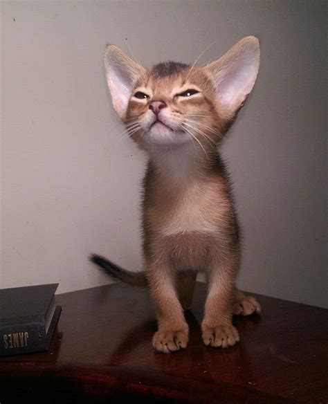 Cat Breeds Large Ears Pets Lovers