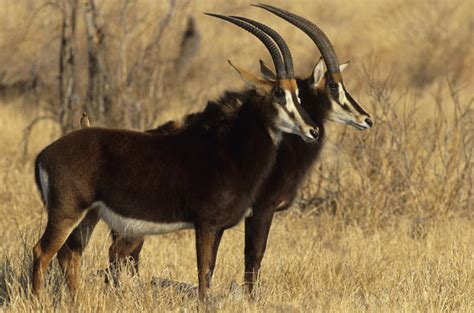 Sable Antelope South Africa Kruger National Park Hippotragus Niger