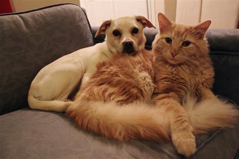 Why Cats Are Better Than Dogs Business Insider