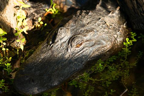 Alligator Resting In The Morning From The Anhinga Trail In Flickr