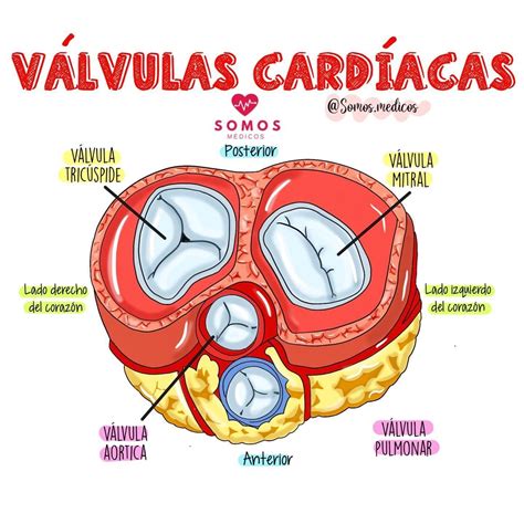 Válvulas Cardiacas Anatomía Médica Cosas De Enfermeria Anatomia Y
