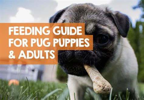 How Much Should I Feed My Pug Puppy Feeding Guide Chart Times