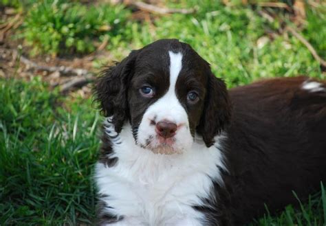 20 Things Only Springer Spaniel Owners Would Understand