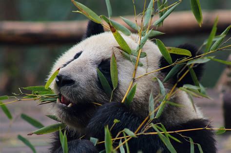 Papel De Parede 1600x1066 Px Animais Sai Panda Jardim Zoológico
