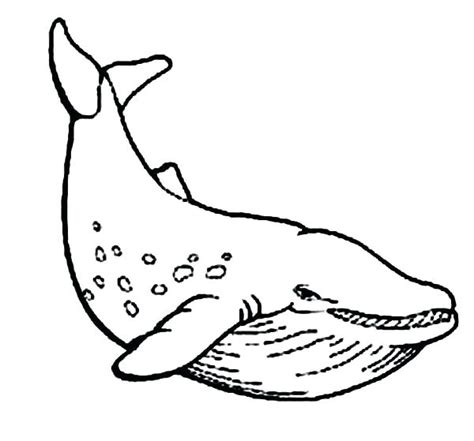 whale drawing  getdrawings
