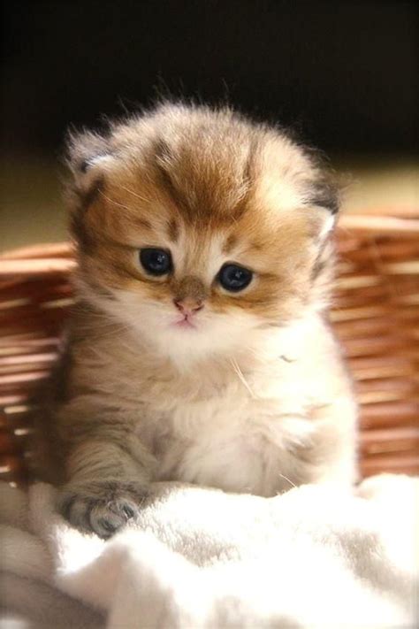 Pin By Melanie Laymance On My New Obsession In 2020 Cute Baby Cats