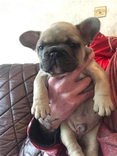Click the small x to the right of a group's name and shelter # to report an error. French Bulldog Puppies For Sale | New Jersey 17, NJ #291087