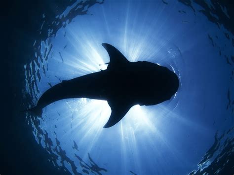 Tier wallpaper animal wallpaper underwater fish underwater world underwater animals. Whale shark underwater ocean sea wallpaper | 1600x1200 ...