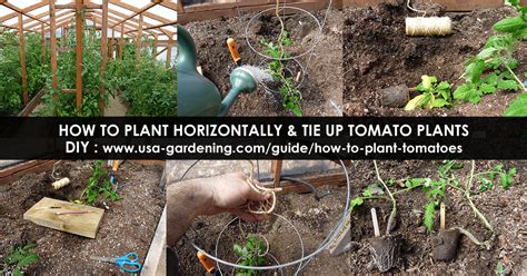 Planting Tomatoes Trench Tomato Planting