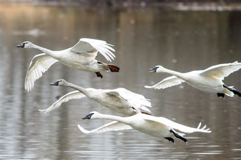 Hunters Reminded Its Illegal To Shoot Trumpeter Swans Mid West Farm