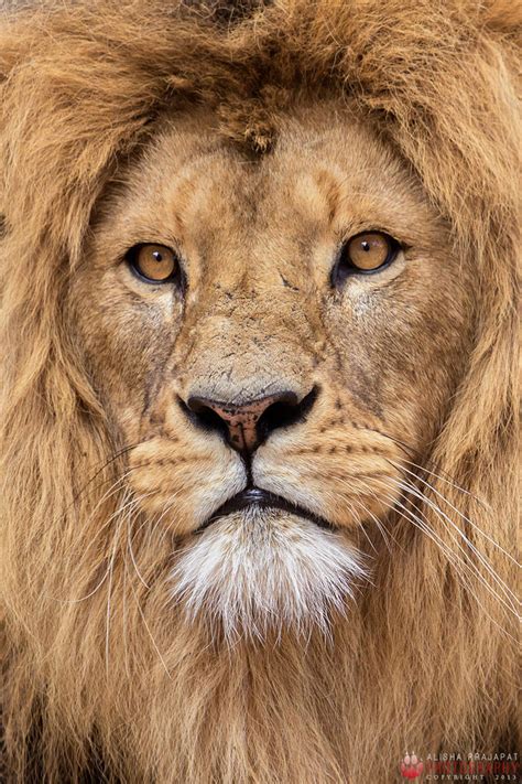 African Lion Portrait By Ravenith On Deviantart