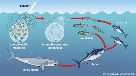White Shark Size Diet Habitat Teeth Attacks And Facts Britannica